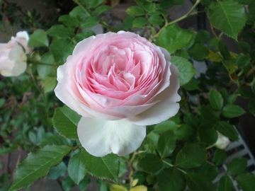 �s�G�[���E�h���E�����T�[��