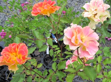 �s�����E�J�v���X