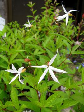 �~�c�o�V���c�P�\�E�@�M���j�A