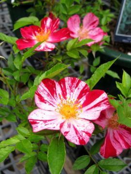 �o���@���ԉ΁@�y���j�A��