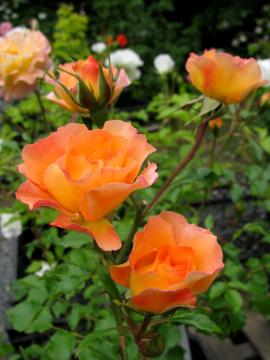 �o���@�t�@�~�[