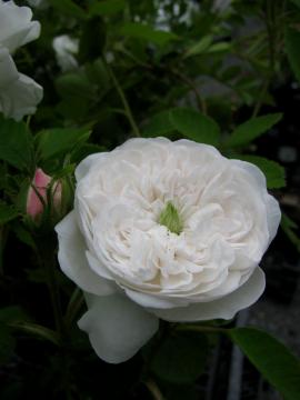 �o���@�}�_���A���f�B�[