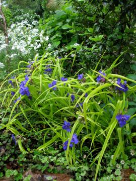 �c���N�T�@�X�B�[�g�Q�[�g