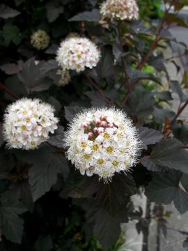 �f�B�A�{��