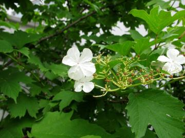 �J���{�N�@��