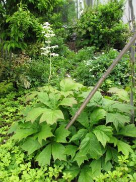 ���W���[�V�A