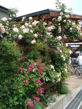 �o���@�s�G�[���E�h�E�����T�[��