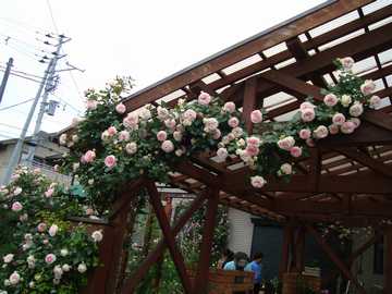 �o���@�s�G�[���E�h�E�����T�[���@�U��