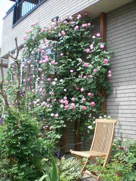 �o���@���E���[�k�E�r�N�g���A