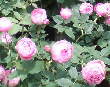 �o���@���E���[�k�E�r�N�g���A�@��