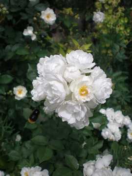 �o���@�A���k�E�}���[�E�h�E�����g���x��