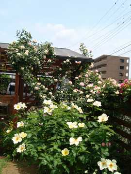 �o���@�S�[���f���E�B���O�X