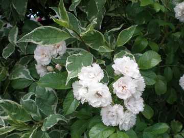 �R���k�X�@�o���G�K�[�^�@�T���S�~�Y�L