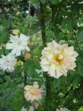 �o���@�t�B���X�o�C�h