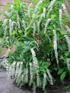 �R�o�m�Y�C�i�@�w�����[�Y�K�[�l�b�g