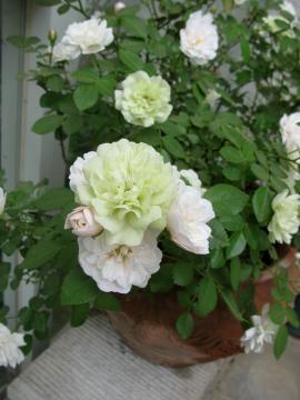 �O���[���A�C�Y