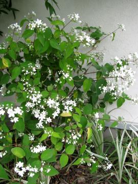 �E�c�M�@�Z�`���G���V�X�E�R���r�t���[��