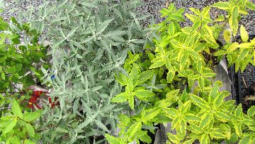 �J���I�v�e���X