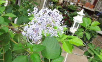 �Z�A�m�T�X