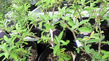 �u�b�h���A