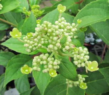 �m���E�c�M