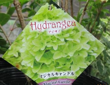 �}�W�J���L�����h��