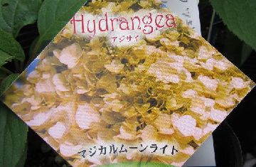 �}�W�J�����[�����C�g