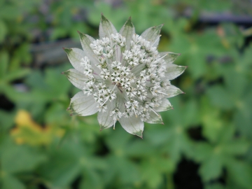 �A�X�g�����`�A