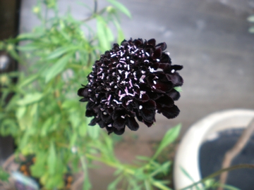 �X�J�r�I�T