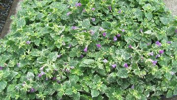 �J���~���T