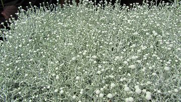 �V���o�[�u�b�V��