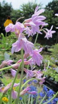 �c���o�L�A