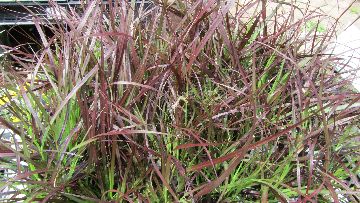 �p�[�v���t�@�E���e���O���X