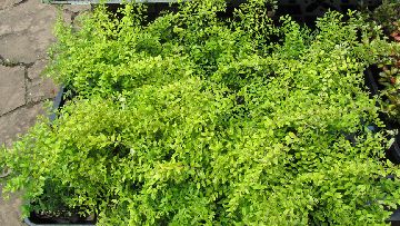 ���j�Z��