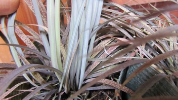 �X�^�[�����[