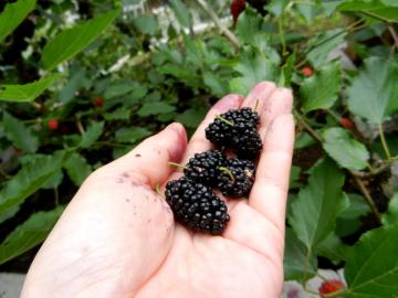 �}���x���[