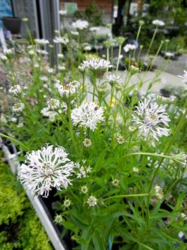 �}�[�V�����A