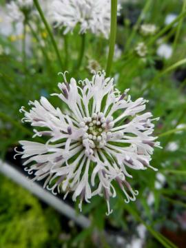 �}�[�V�����A�@��