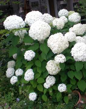 �A�W�T�C�@�A�i�x��