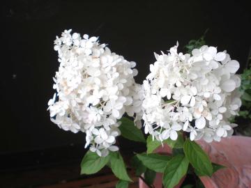 �m���E�c�M�@�o�j���t���[�Y