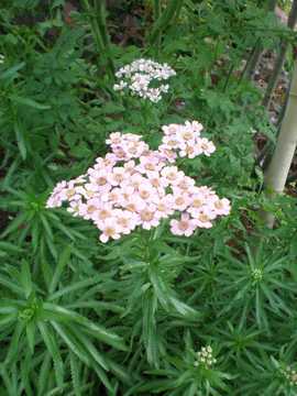 �A�L���A�@���u�p���[�h