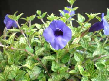 �g���j�A�@�R���J���[