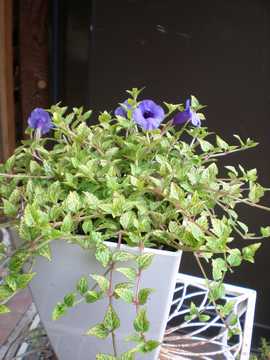 �g���j�A�@�R���J���[�@��