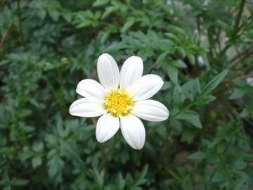 �~���L�[�R�X���X