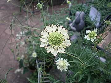 �X�J�r�I�T�@�I�N�����E�J