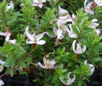 �N�����x���[�@��