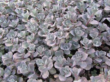 �J���X�o�j�K�i