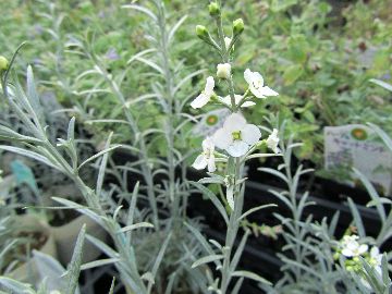 �S���t�H�X�e�B�O�}