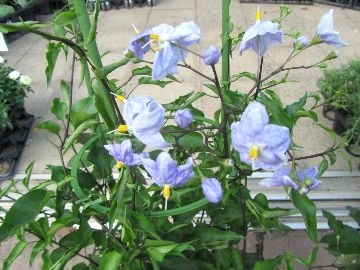 ���}�z���V