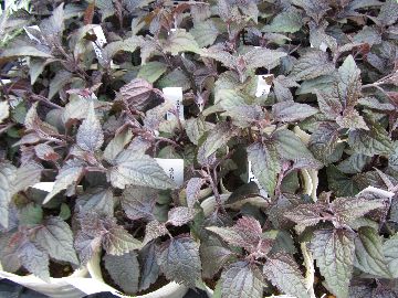 ���[�p�g���E���`���R���[�g